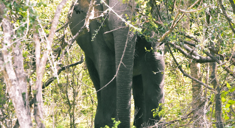 half-day-wildlife-safari-in-kumana-national-park-es-1