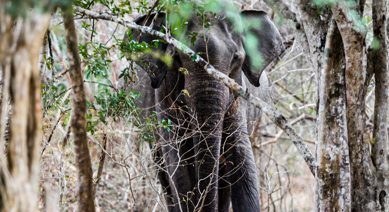 half-day-wildlife-safari-in-kumana-national-park-es-3