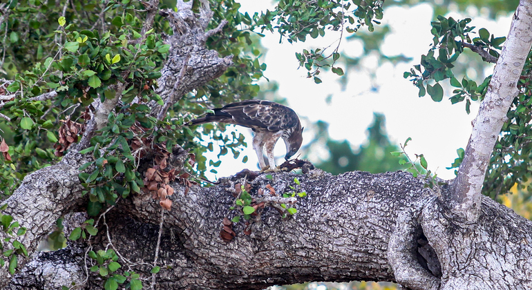 half-day-wildlife-safari-in-kumana-national-park-es-4