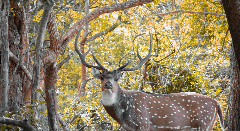 half-day-wildlife-safari-in-kumana-national-park-es-5