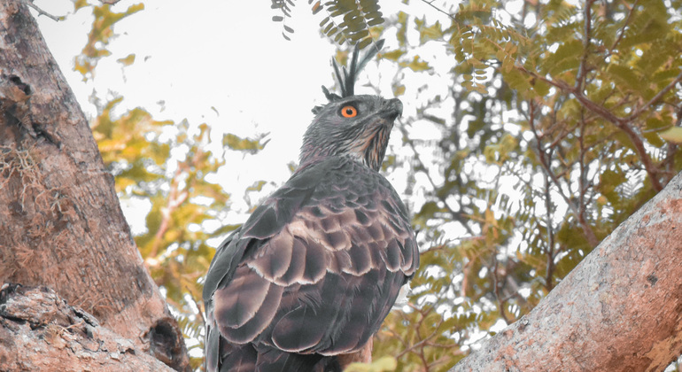 half-day-wildlife-safari-in-kumana-national-park-es-6