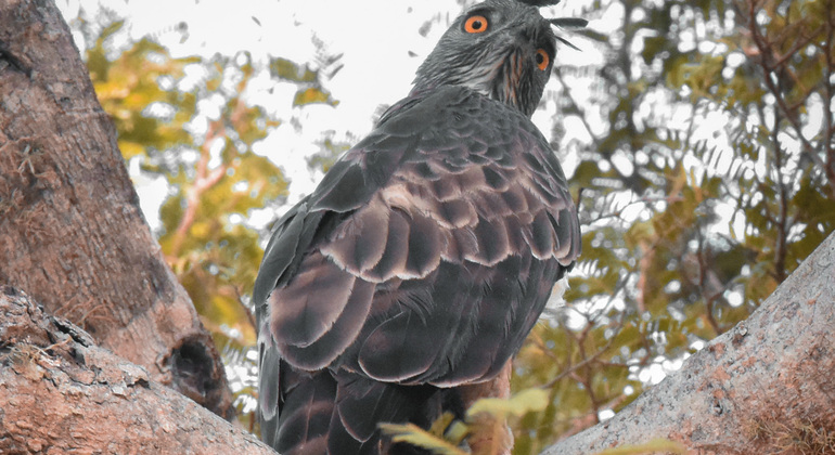 half-day-wildlife-safari-in-kumana-national-park-es-7