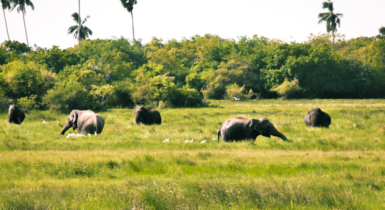 half-day-wildlife-safari-in-kumana-national-park-es-9