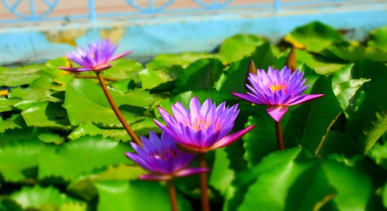 sarnath-tour-in-varanasi-the-birthplace-of-buddhism-es-3