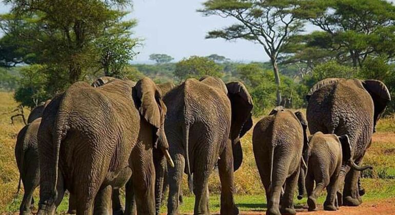 tanzanias-ngorongoro-crater-is-the-worlds-largest-intact-calder-es-1