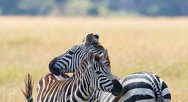 tanzanias-ngorongoro-crater-is-the-worlds-largest-intact-calder-es-2