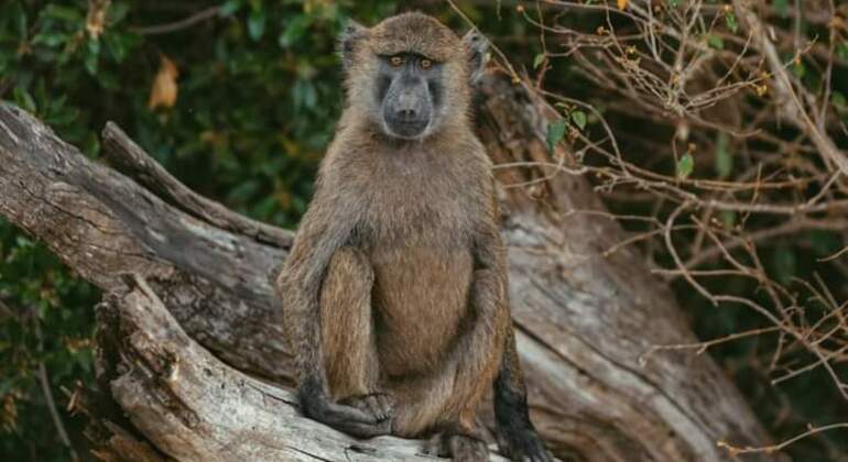 tanzanias-ngorongoro-crater-is-the-worlds-largest-intact-calder-es-3