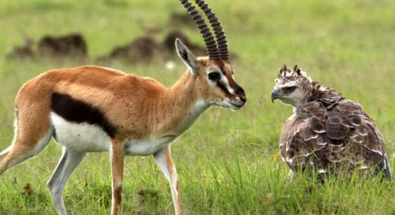 tanzanias-ngorongoro-crater-is-the-worlds-largest-intact-calder-es-6