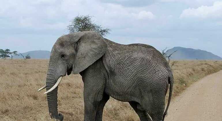 tanzanias-ngorongoro-crater-is-the-worlds-largest-intact-calder-es-7