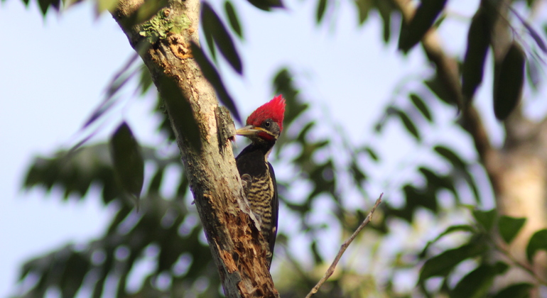 bird-watching-in-cancun-es-2