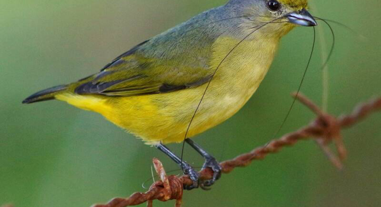 bird-watching-in-cancun-es-5