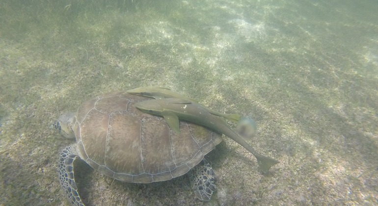 Sea Turtles Watching Snorkel Private Mini Group