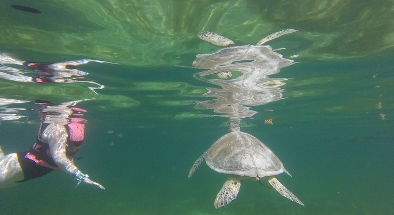 sea-turtles-watching-snorkel-private-mini-group-es-1