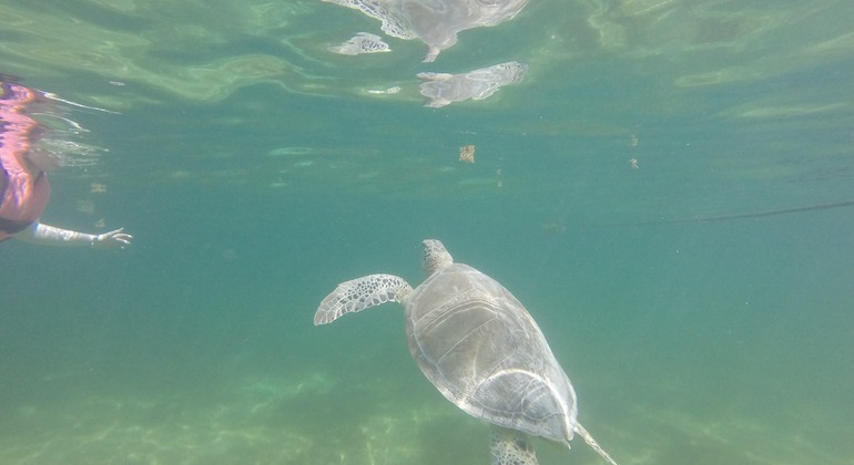 sea-turtles-watching-snorkel-private-mini-group-es-2