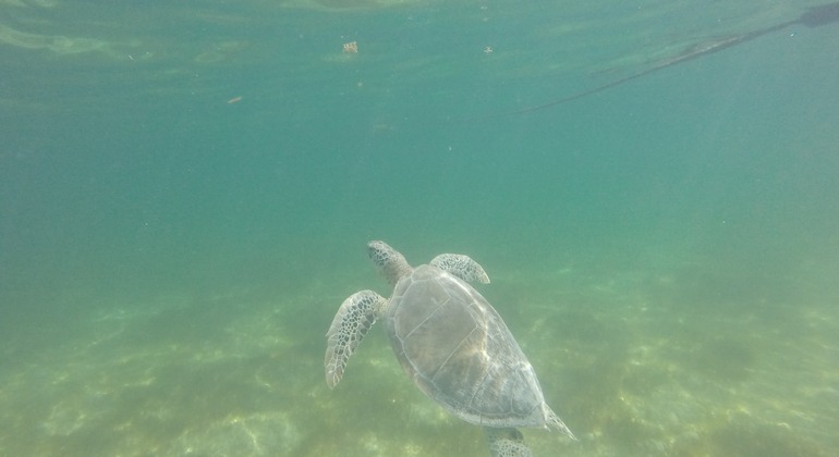 sea-turtles-watching-snorkel-private-mini-group-en-3