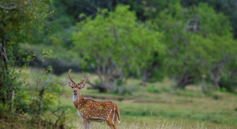 wildlife-safari-in-kumana-national-park-en-3