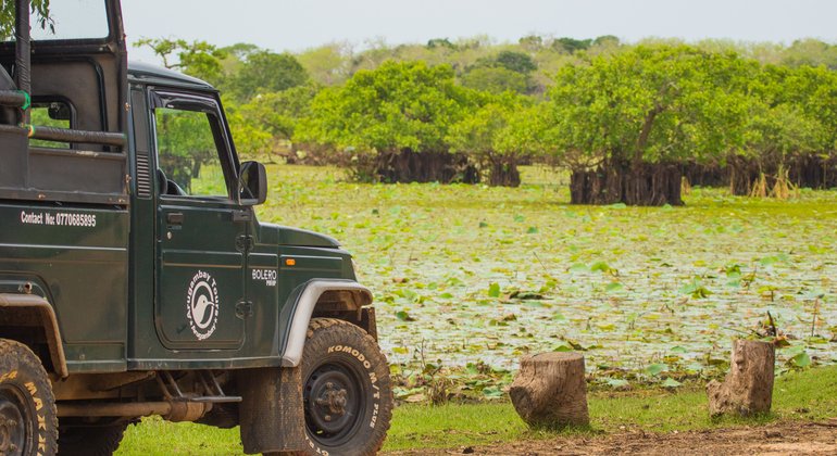 wildlife-safari-in-kumana-national-park-en-4