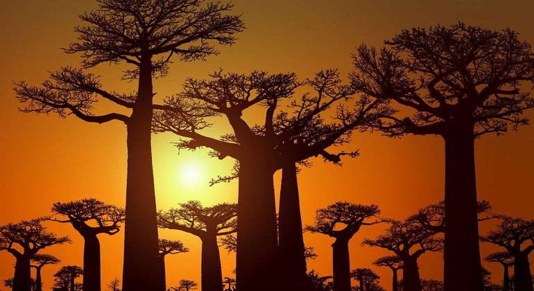 Puesta de sol en la Avenida de los Baobabs