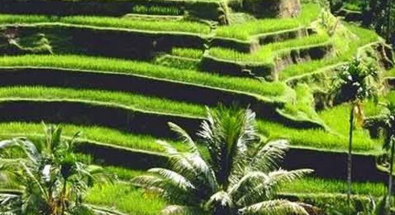 bali-ubud-highlights-private-tour-with-transfers-en-5