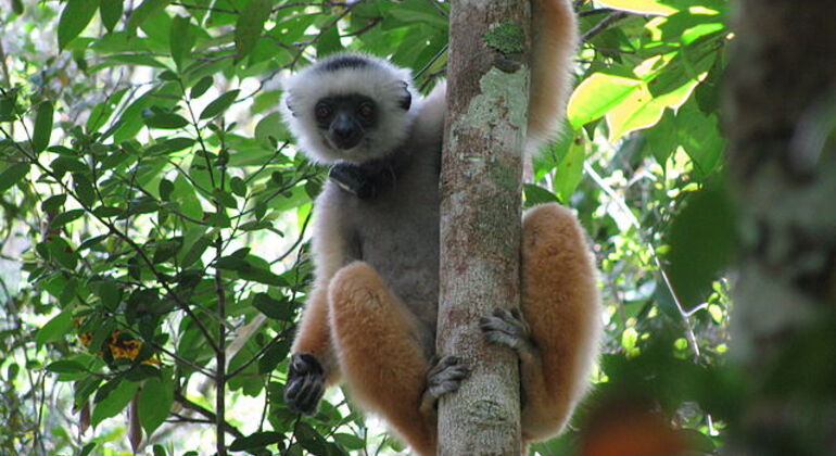 Lemurs of Madagascar Tour