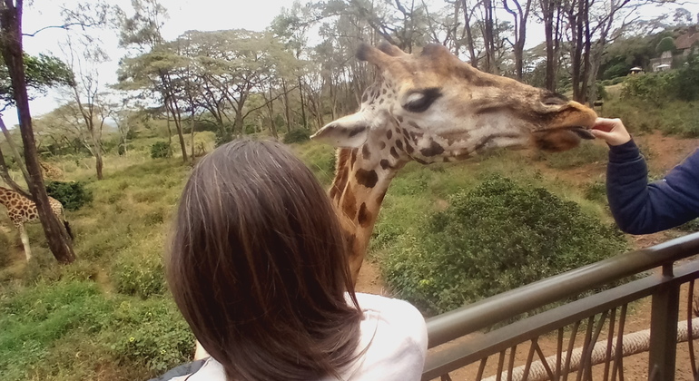 Elephant Orphanage - Giraffe Centre - Nairobi | FREETOUR.com