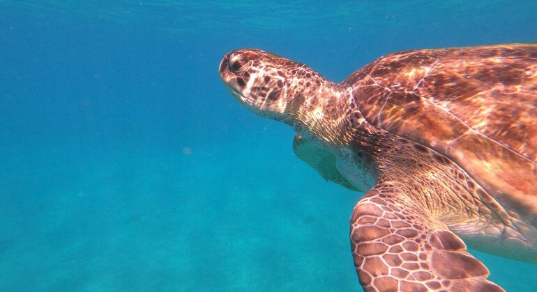 Sal Island Sea Turtle Watching Experience