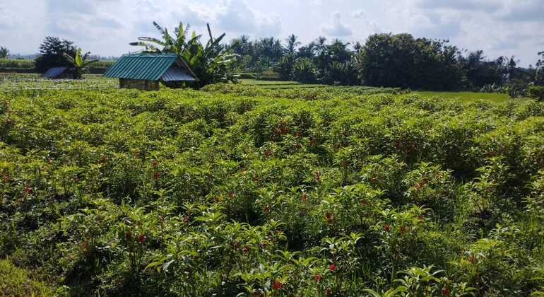 ubud-nature-villages-e-bike-cycling-tour-es-8