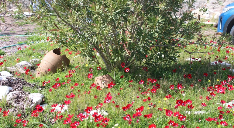 Private Olive Tasting & Rustic Lunch with Live Music