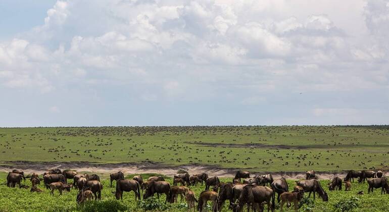 Excursion d'une journée au Ngorongoro