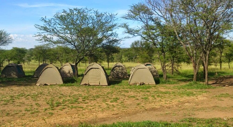 four-days-ngorongoro-serengeti-joint-group-camping-safari-es-3