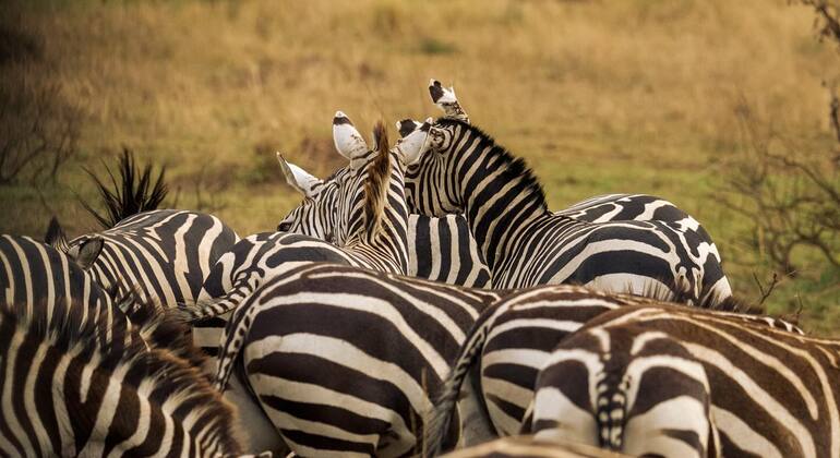 four-days-ngorongoro-serengeti-joint-group-camping-safari-es-6