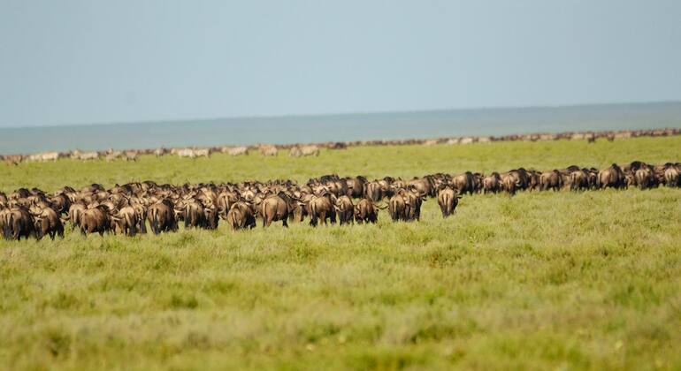 four-days-ngorongoro-serengeti-joint-group-camping-safari-es-7