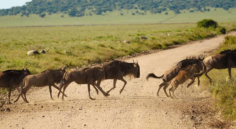 four-days-ngorongoro-serengeti-joint-group-camping-safari-es-8