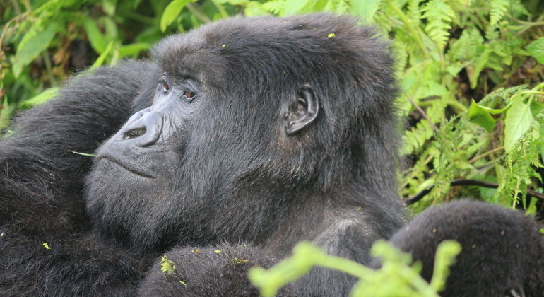 Trekking dei gorilla di montagna in Ruanda Fornito da MUGISHA Oscar