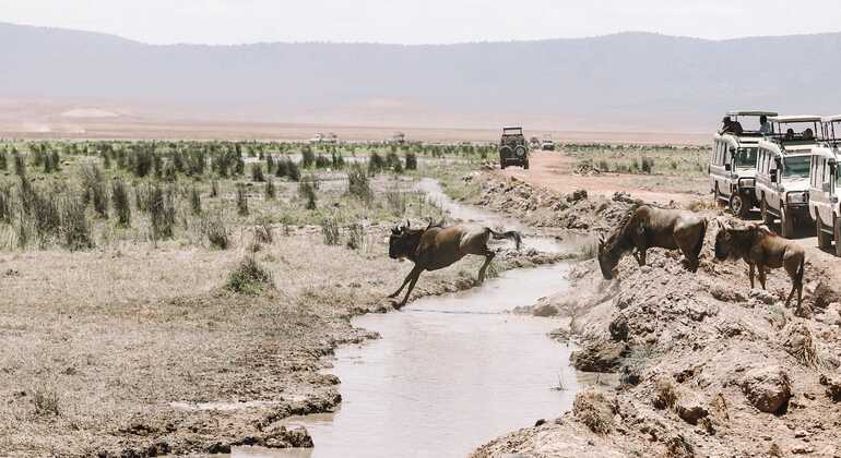 safari de 3 días por el Serengeti y el cráter del Ngorongoro Únete al grupo Operado por ANAPA TRAVEL AFRICA TOURS