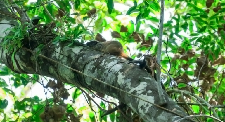 Full Day - The Jungle of the Mirrors, Yarapa River