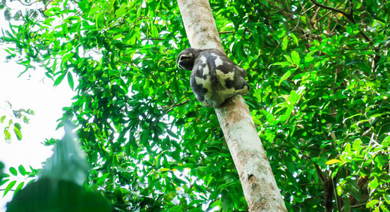 full-day-the-jungle-of-the-mirrors-yarapa-river-es-1