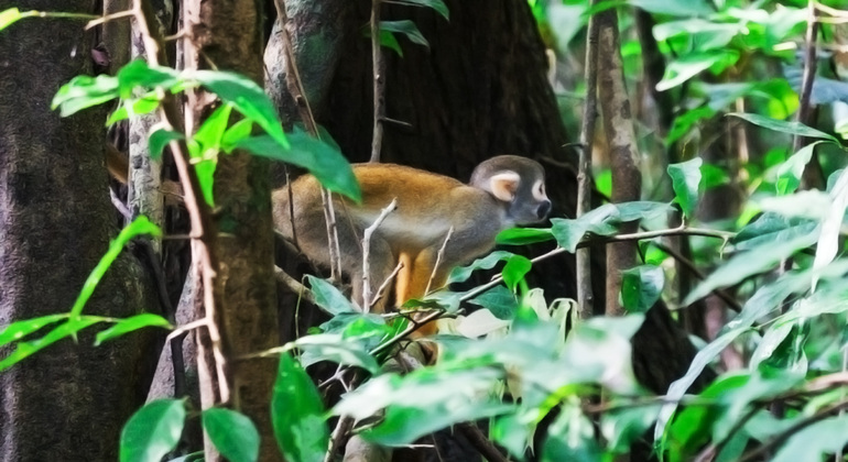 full-day-the-jungle-of-the-mirrors-yarapa-river-en-6