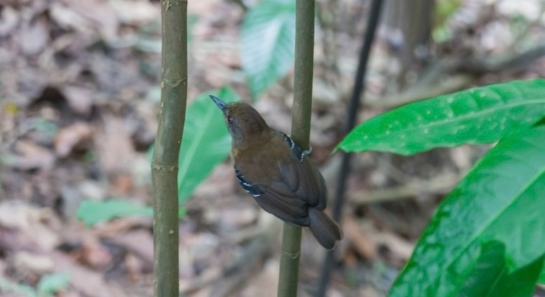 full-day-the-jungle-of-the-mirrors-yarapa-river-es-8