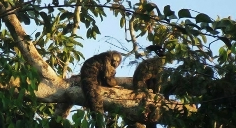 full-day-the-jungle-of-the-mirrors-yarapa-river-en-18