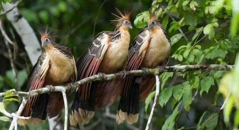 full-day-the-jungle-of-the-mirrors-yarapa-river-en-20