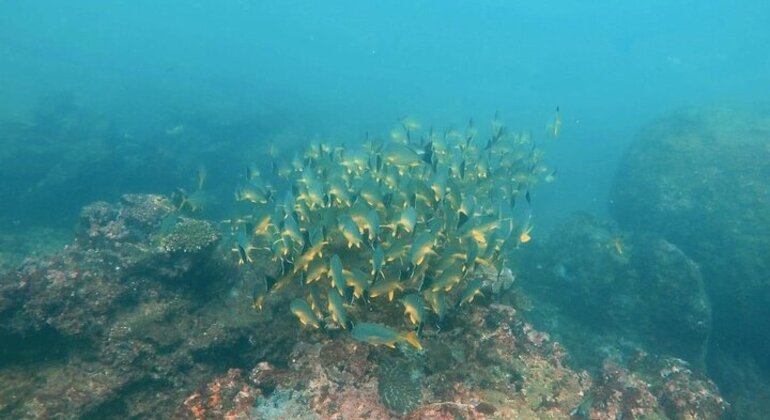 scuba-diving-in-hikkaduwa-en-2