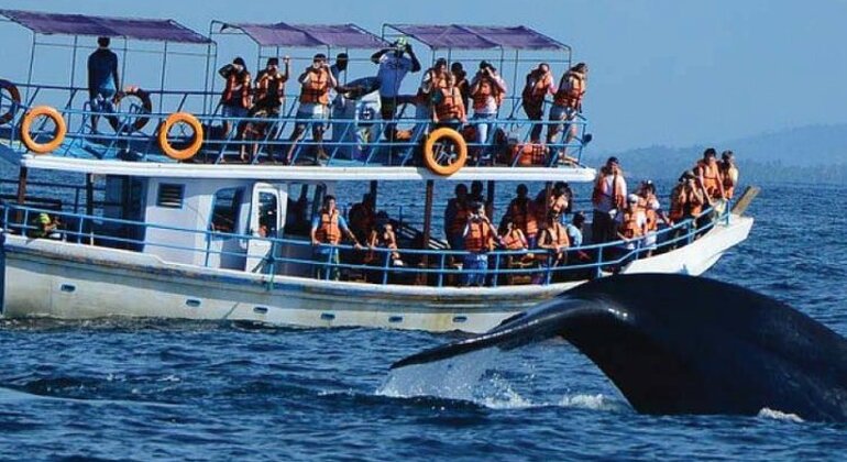 Avistamiento de ballenas en Mirissa