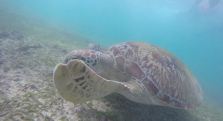 Snorkel con tortugas en Mirissa