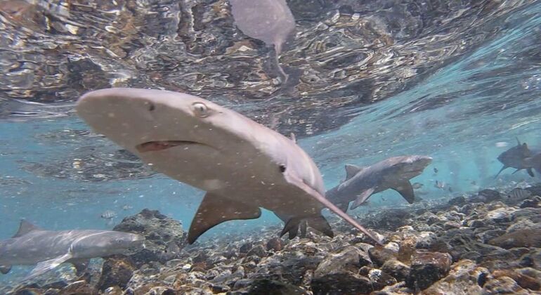 Shark Bay Experience