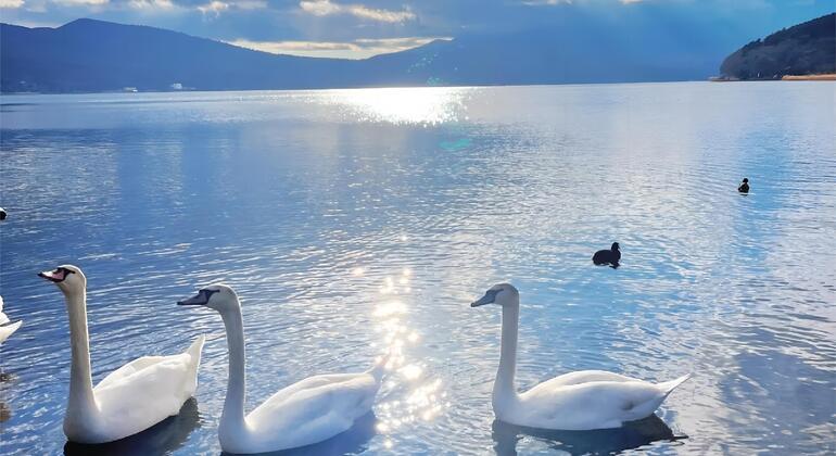 Mount Fuji: Double Lake Swan Four Seasons day Trip (Tokyo departure） Provided by JAPAN ONE DAY TOUR