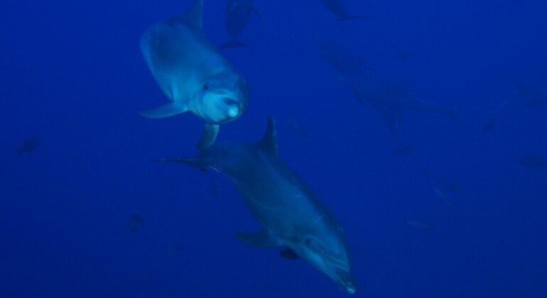 Excursión con delfines en Hurghada