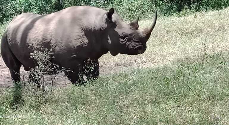 Safari de día completo en el Parque Nacional del Lago Nakuru