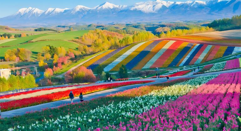 One-Day Tour of Biei & Furano Countryside in Hokkaido Provided by JAPAN ONE DAY TOUR