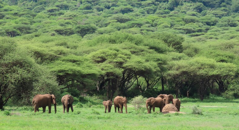 safari di 1 giorno nel cratere di Ngorongoro da Arusha